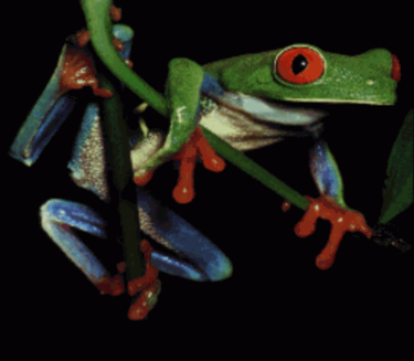 Test Frog Picture 